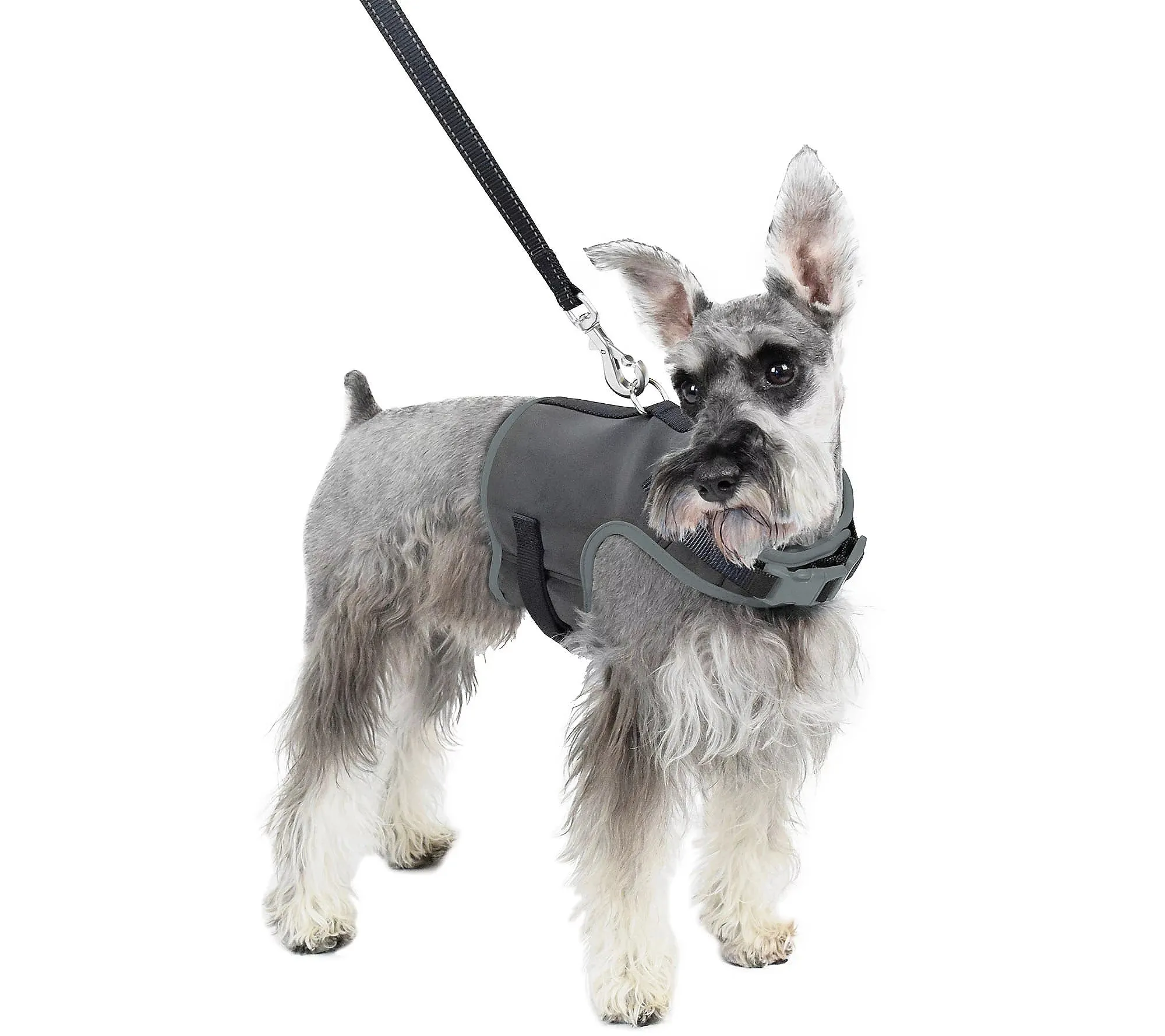 Martha Stewart Reflective Dog Harness w/ Matching Lead Grey	X-Small